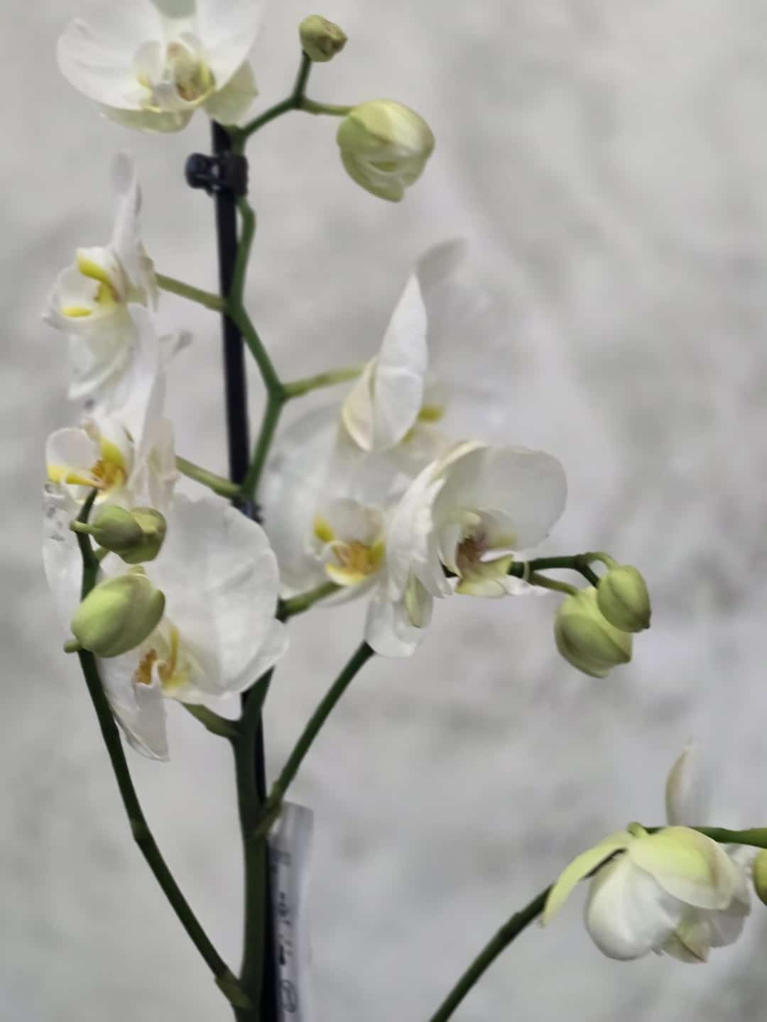 Орхидея - Бяла