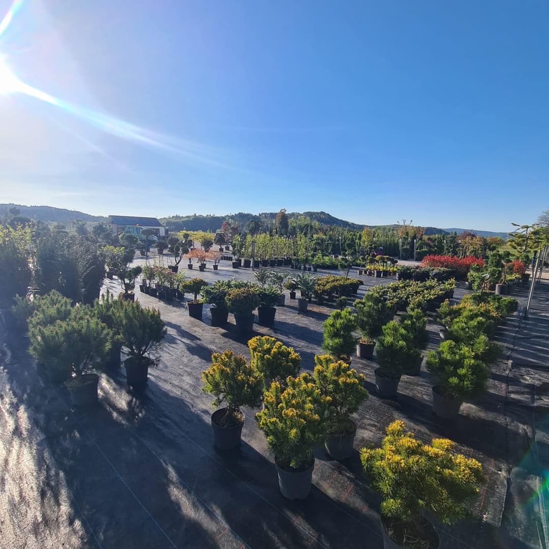 Градински център Магнолия в Самоков