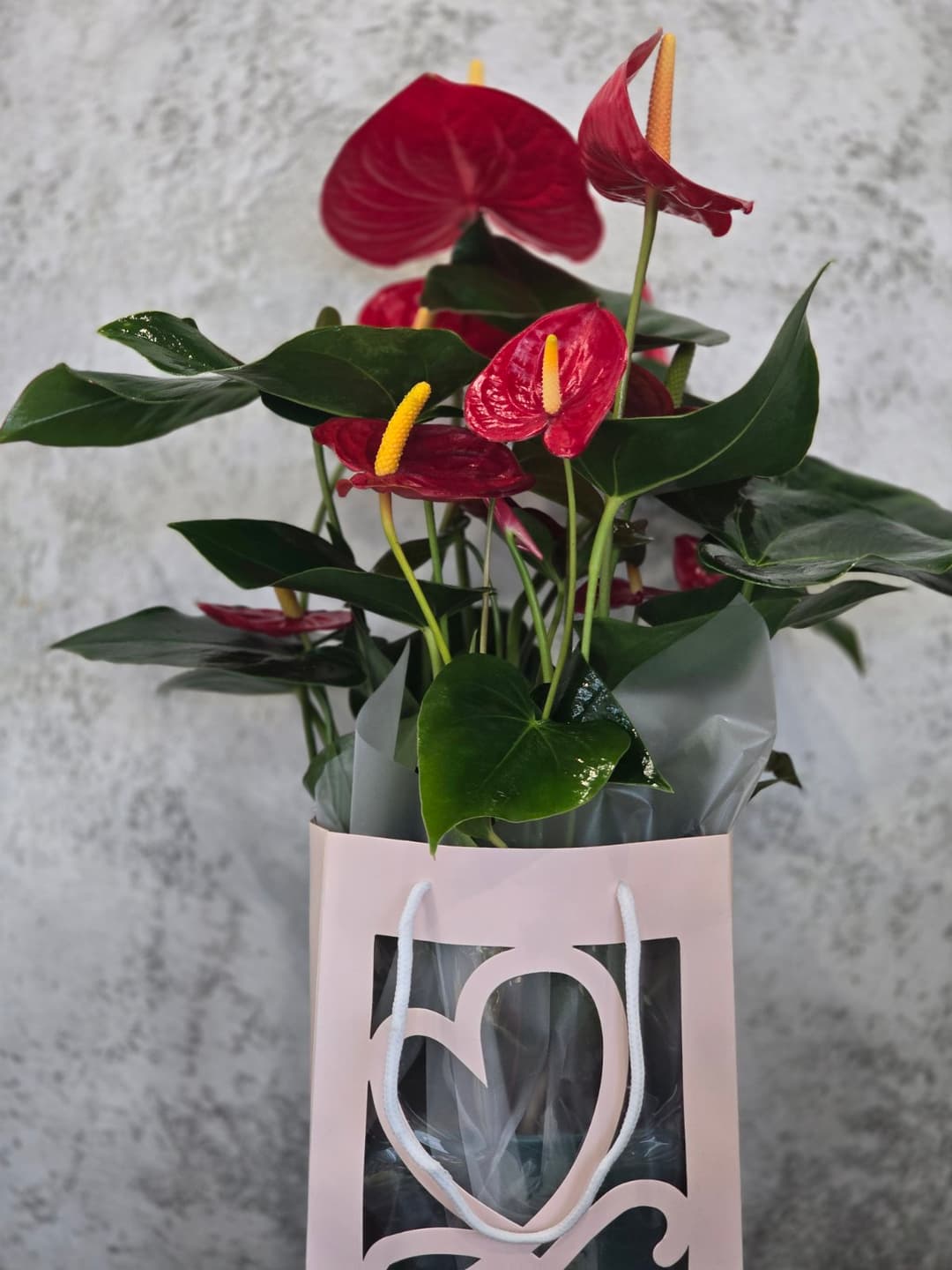 Антуриум - thumbnail 2