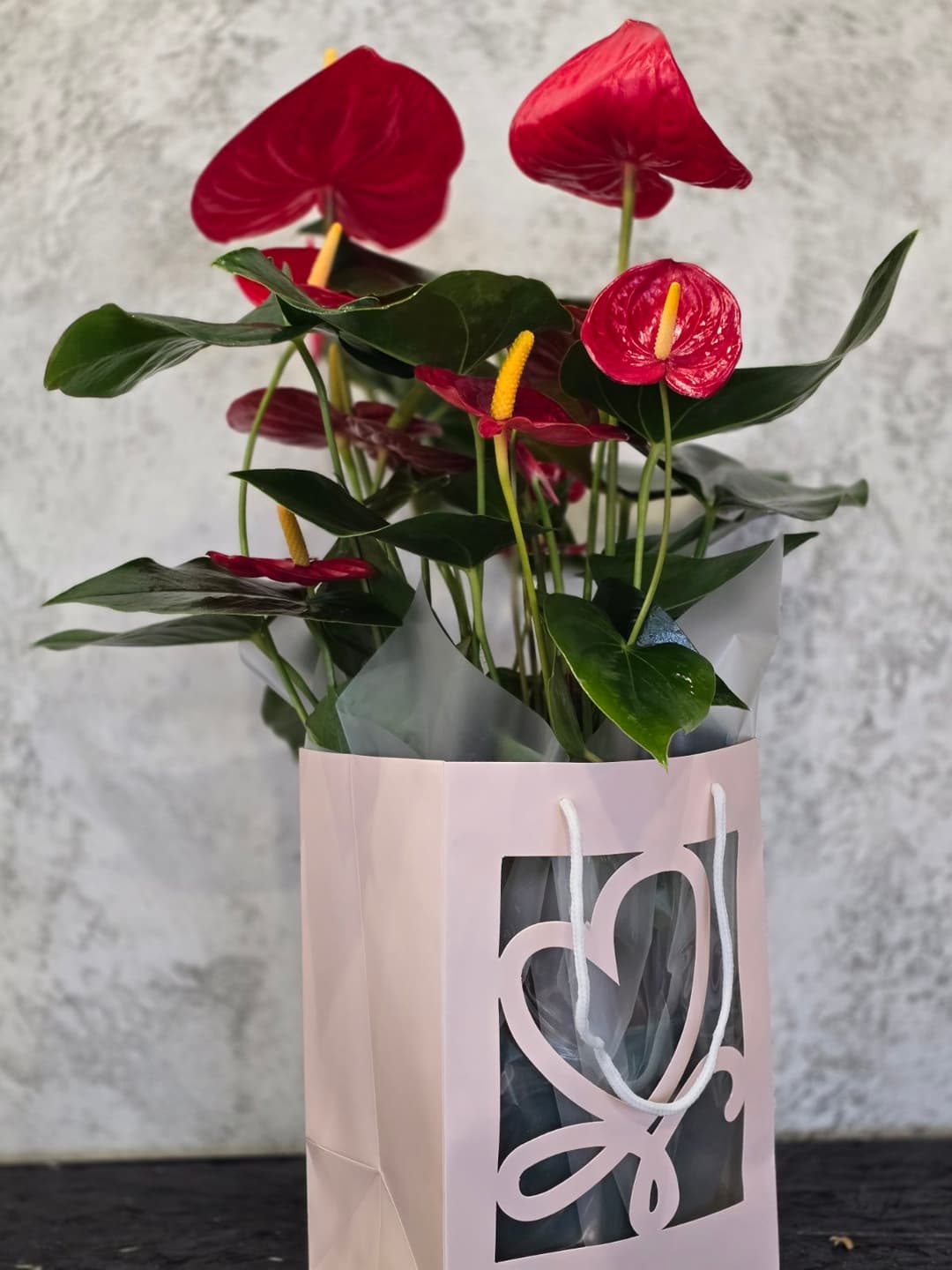 Антуриум - thumbnail 3