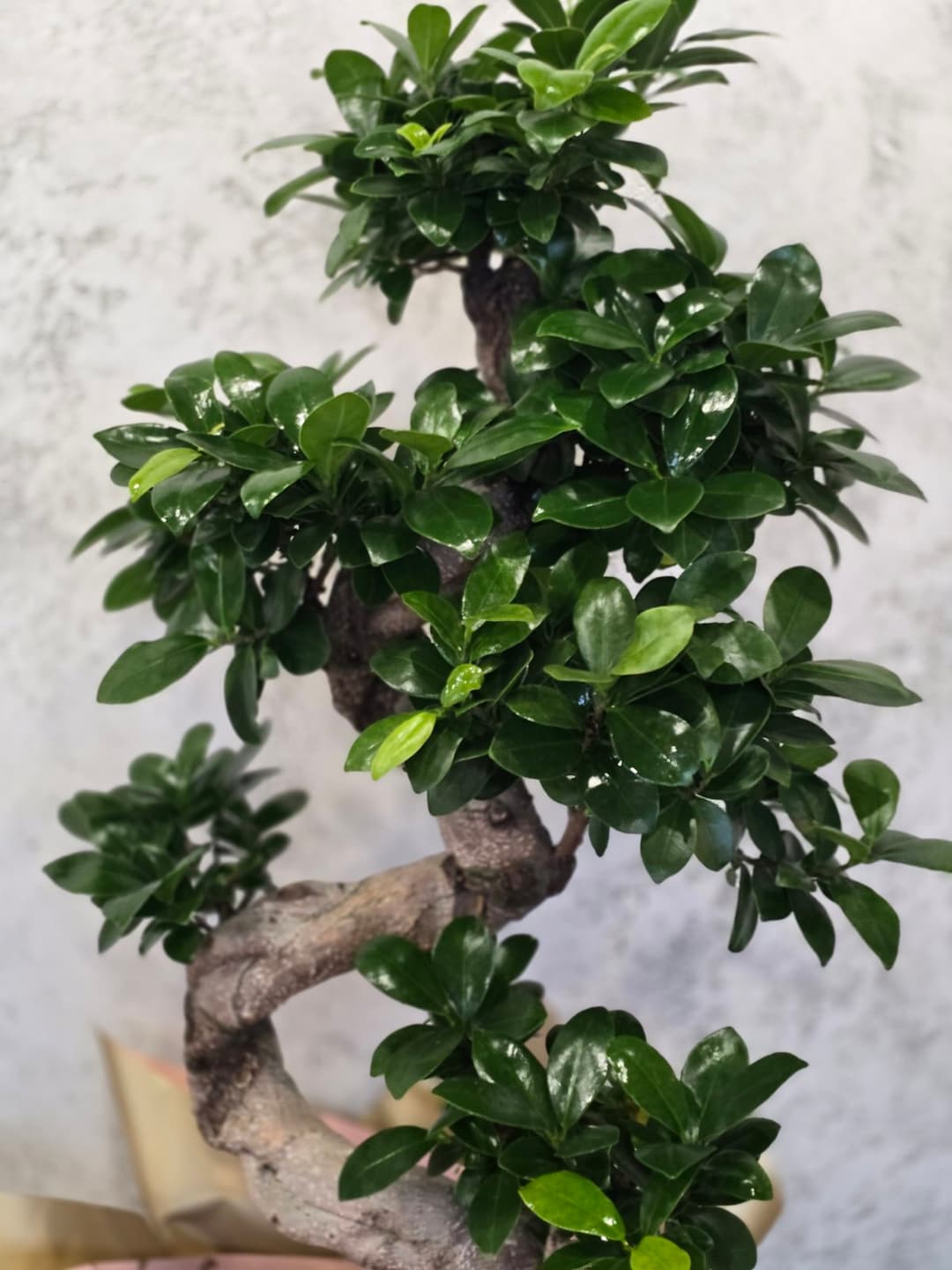 Бонсай - изображение 1