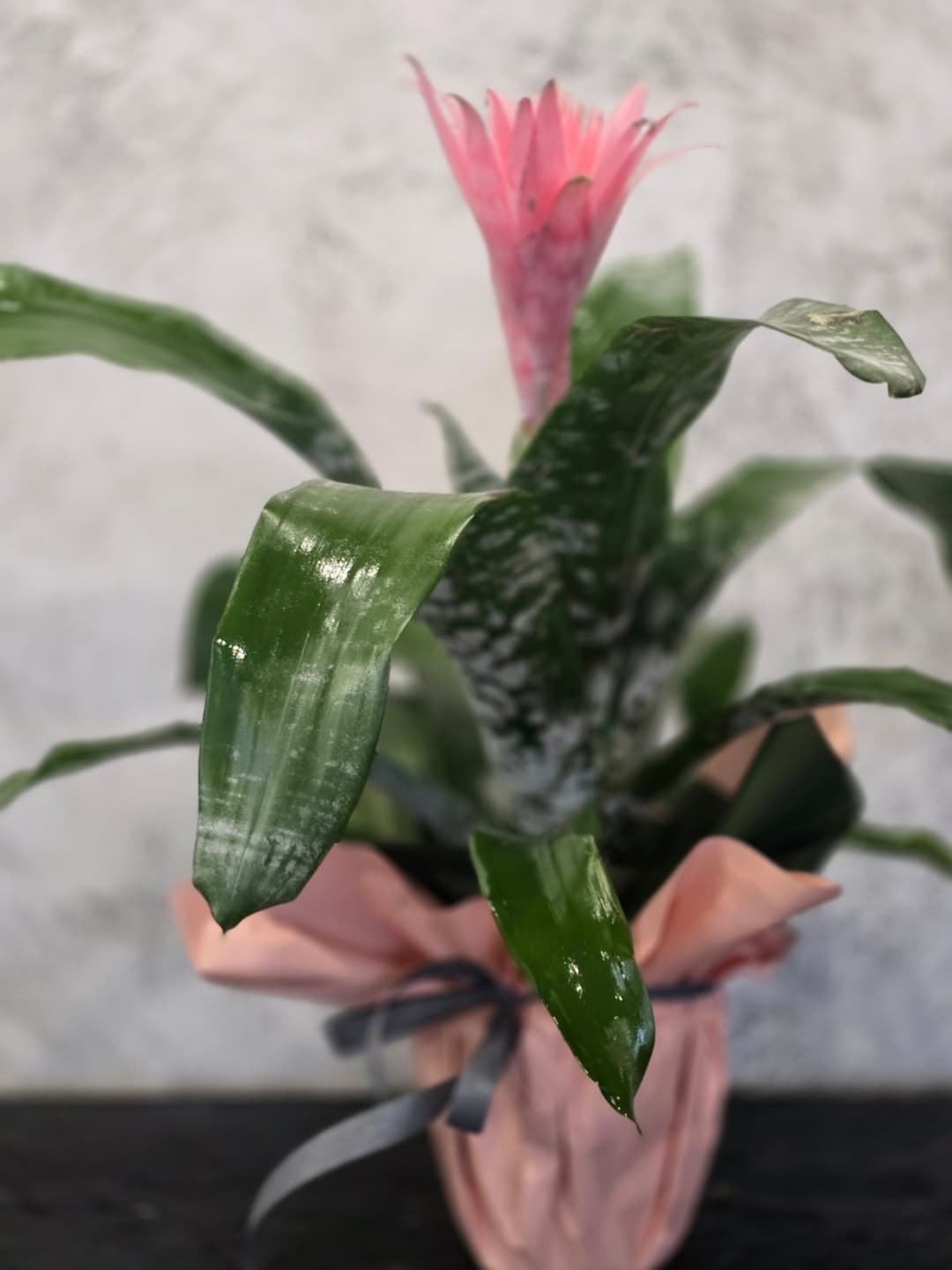 Ехмея - thumbnail 2