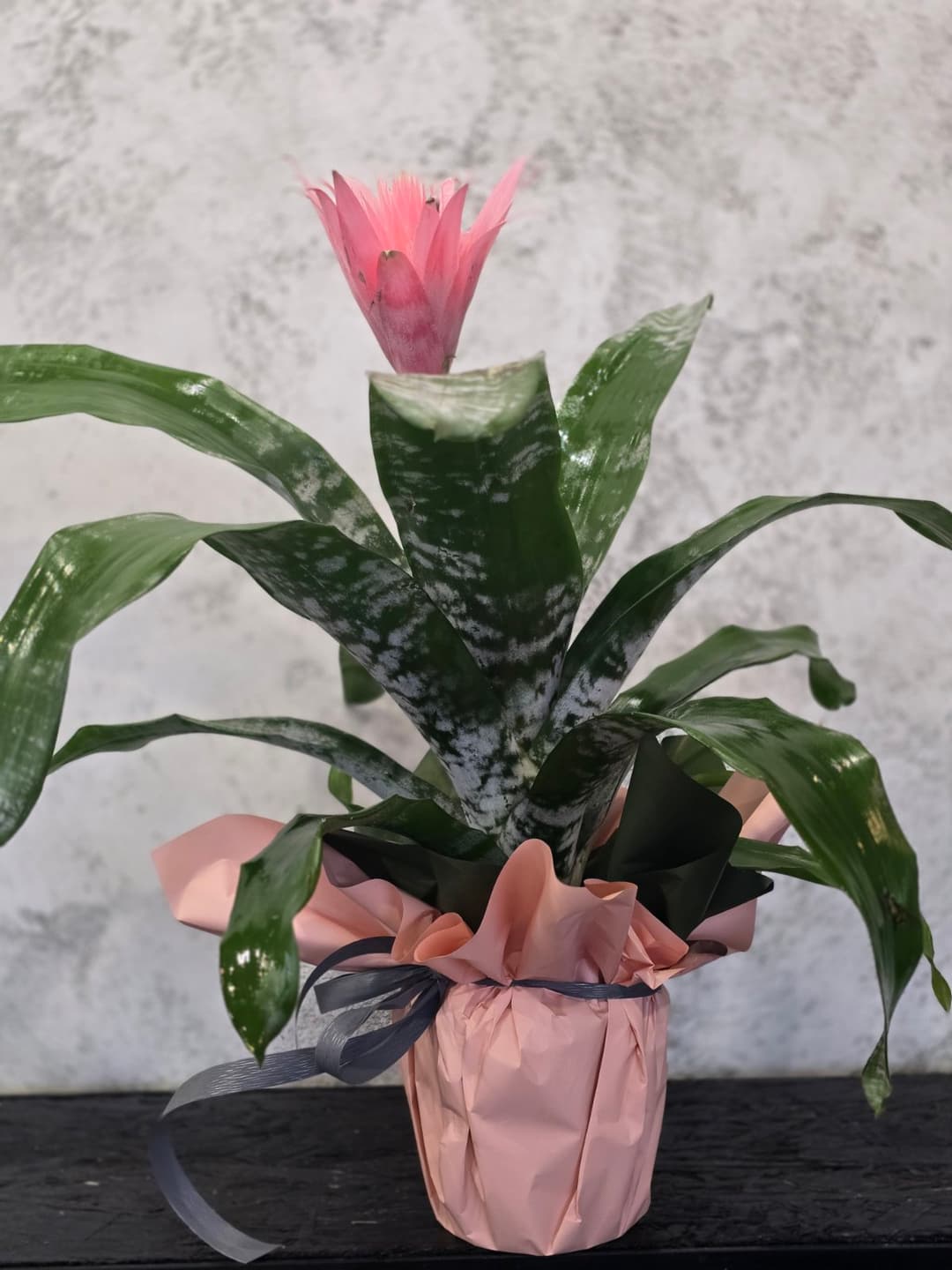 Ехмея - thumbnail 3