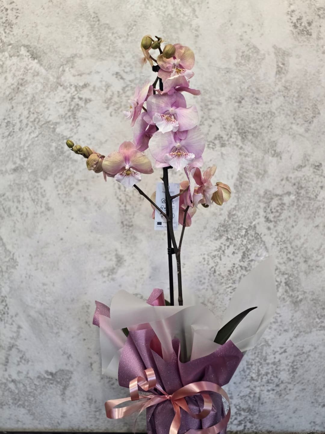 Орхидея - thumbnail 2