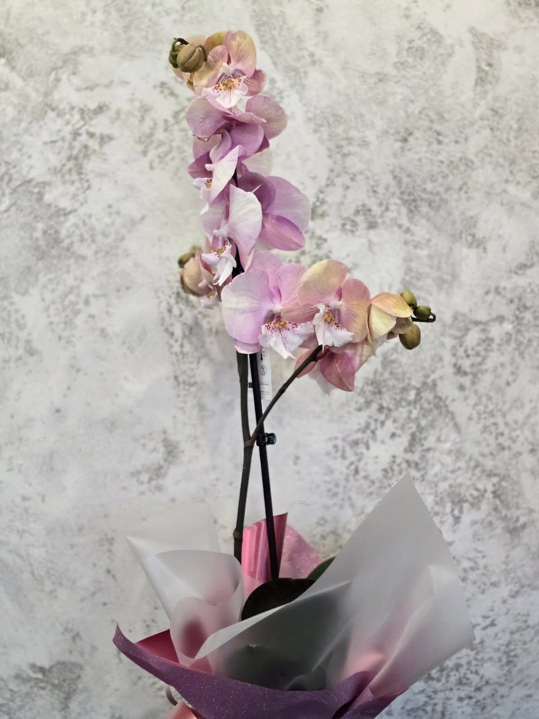 Орхидея - thumbnail 3