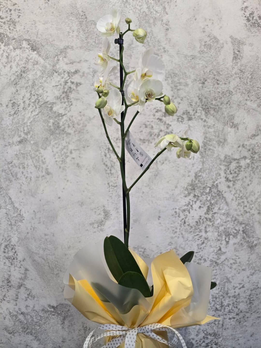 Орхидея - Бяла - thumbnail 2