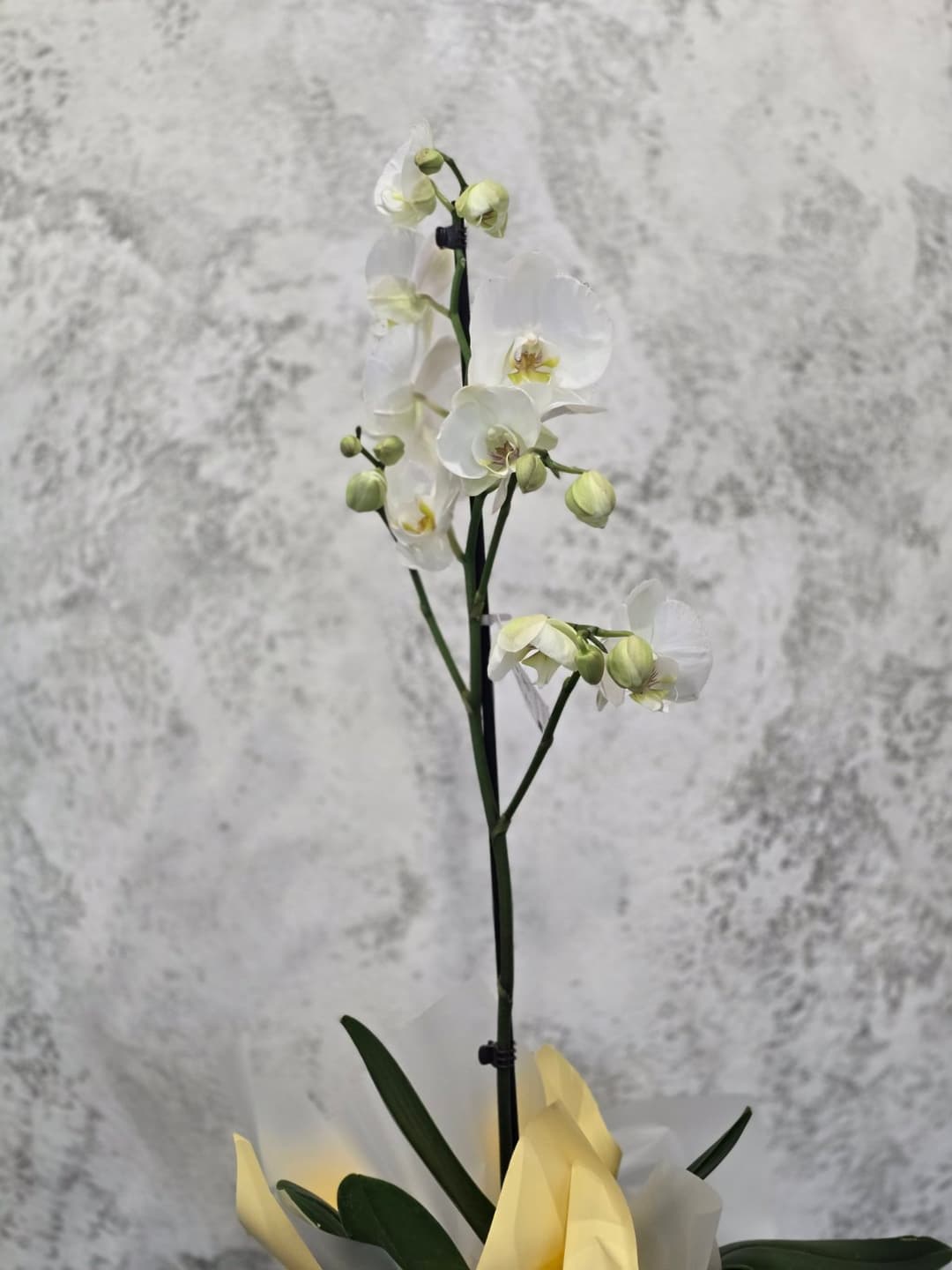 Орхидея - Бяла - thumbnail 3