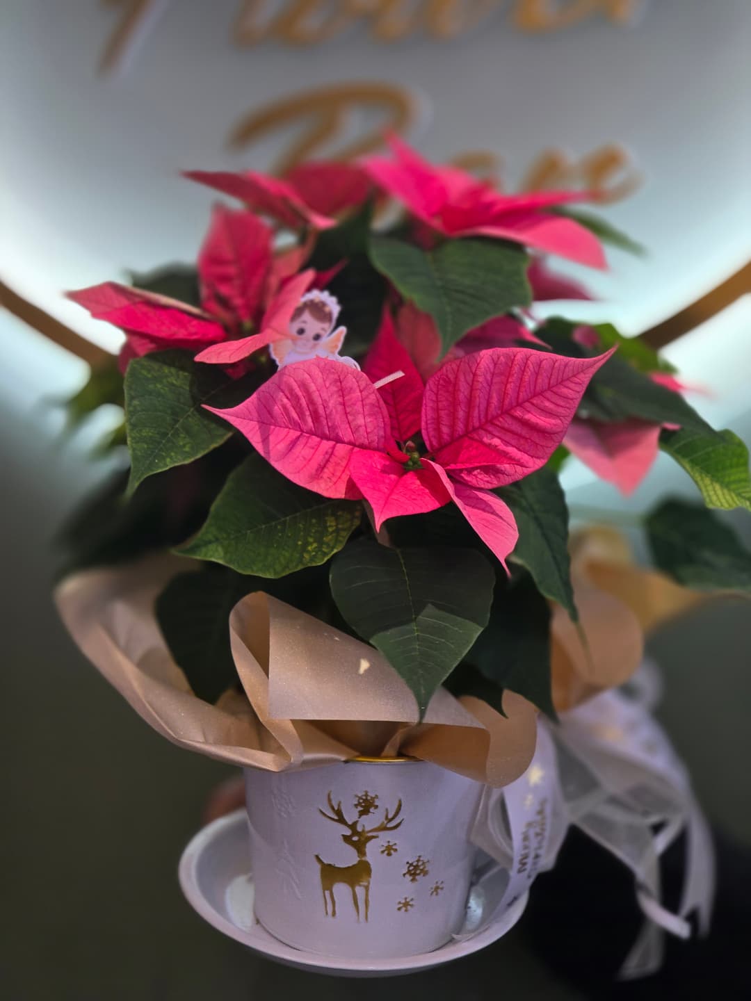 Коледна звезда - изображение 1