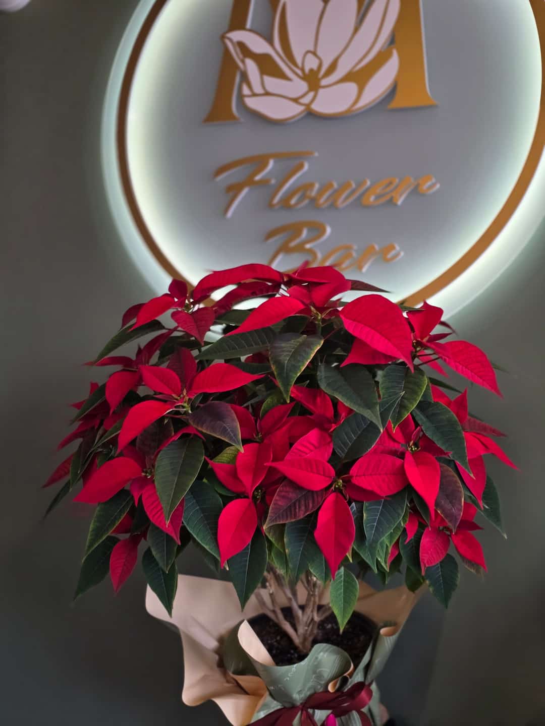 Коледна звезда Биг