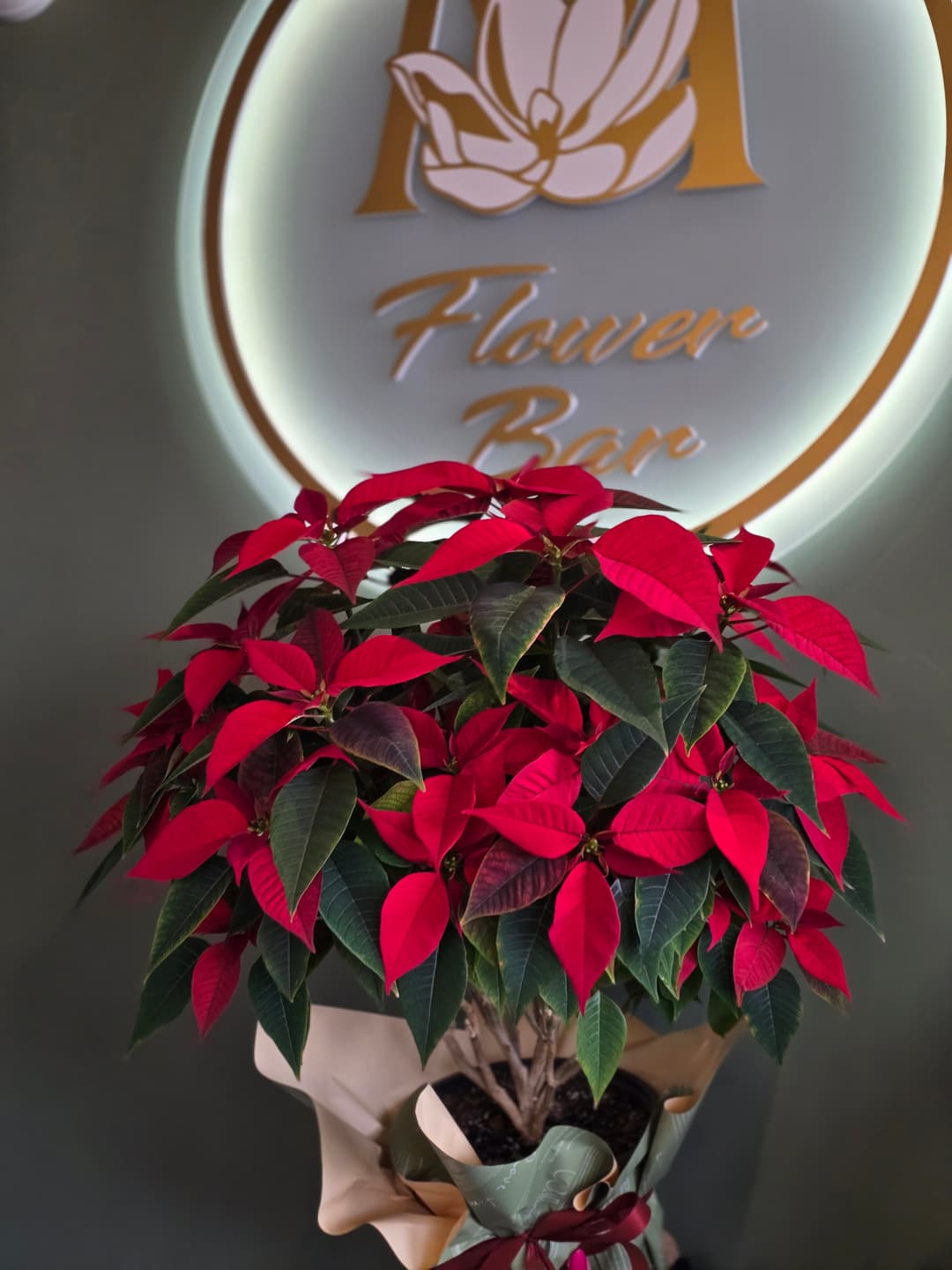 Коледна звезда Биг - изображение 1