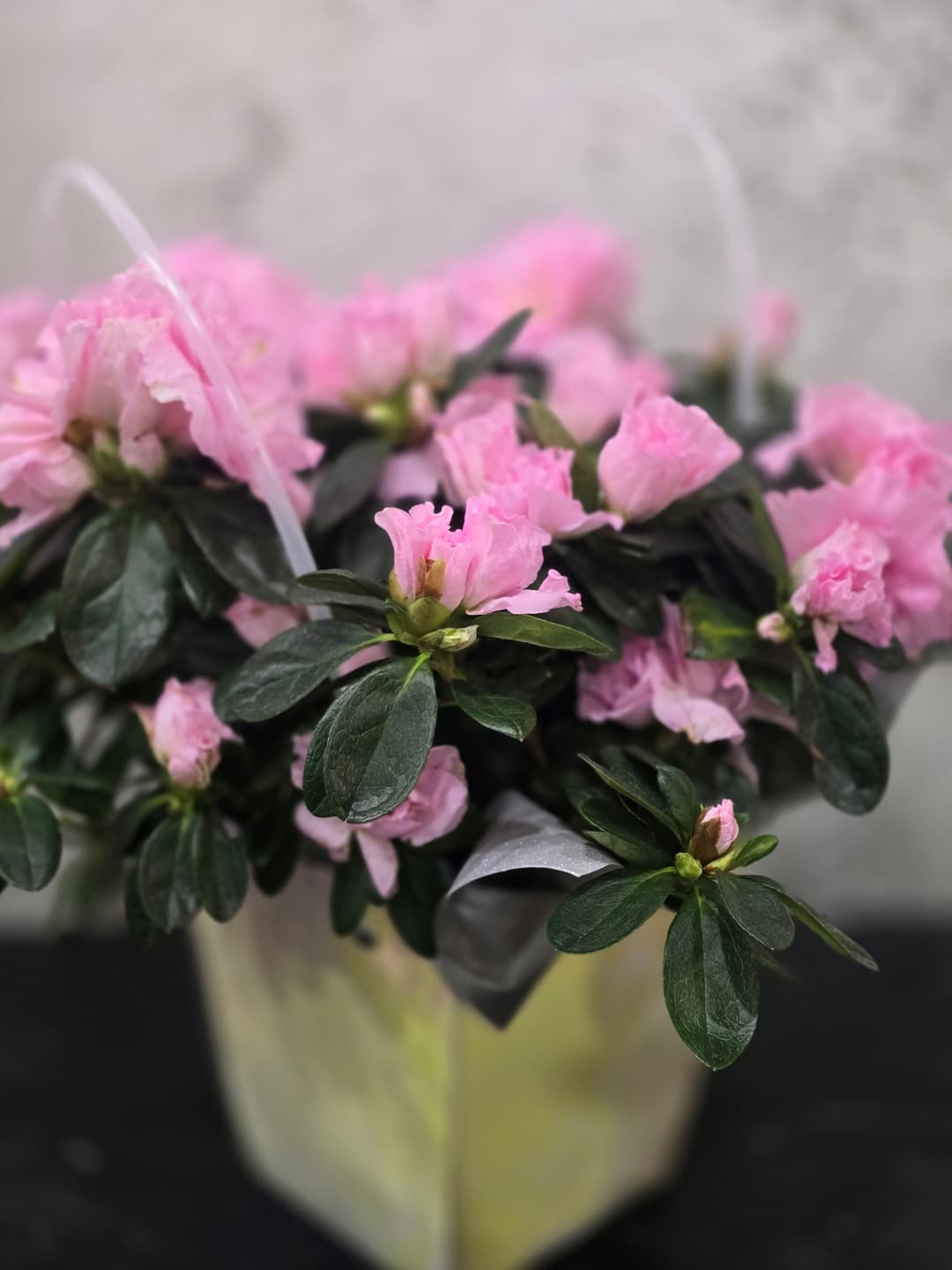 Азалия в саксия – красота и уют у дома - изображение 1