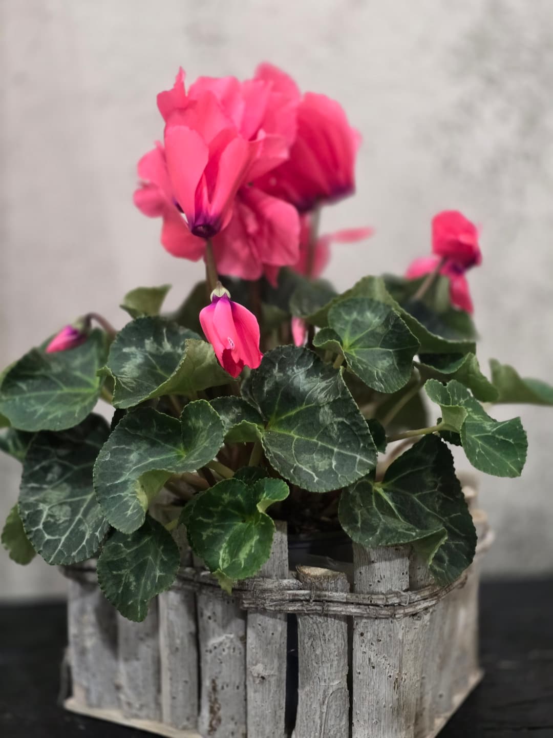 Циклама в саксия – елегантност и свежест - изображение 1